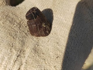 Прижизненно обломанный зуб водной рептилии&#44; возможно&#44; плезиозавра